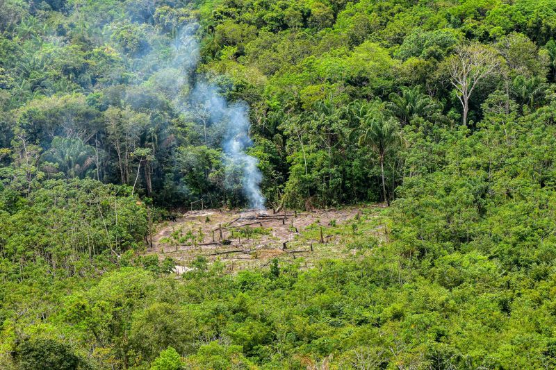 Polícia Civil destrói mais de 200 t de maconha durante operação Colheita Maldita II <div class='credito_fotos'>Foto: Leandro Santana / Ascom PCPA | <a href='/midias/2020/originais/6716_37ca7046-623b-0123-4747-dfc403d915be.jpg' download><i class='fa-solid fa-download'></i> Download</a></div>