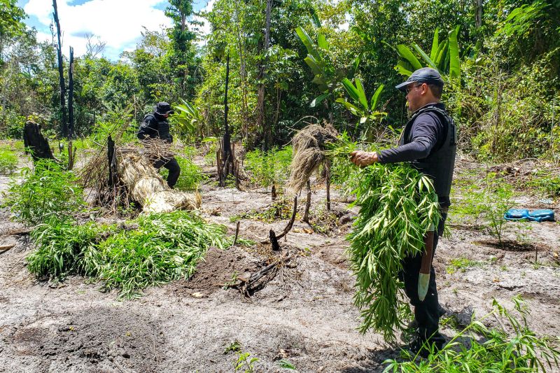 Polícia Civil destrói mais de 200 t de maconha durante operação Colheita Maldita II <div class='credito_fotos'>Foto: Leandro Santana / Ascom PCPA | <a href='/midias/2020/originais/6716_3896e9e0-ce24-6967-52c3-f5b148655e3e.jpg' download><i class='fa-solid fa-download'></i> Download</a></div>