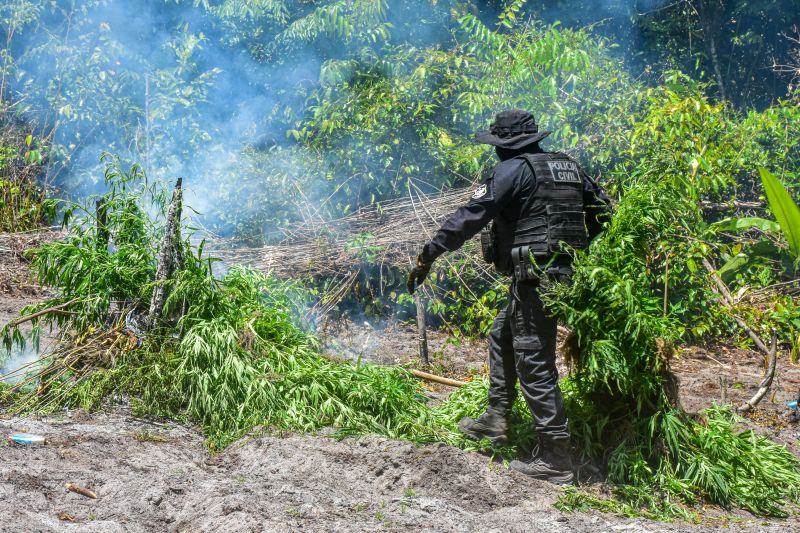 Polícia Civil destrói mais de 200 t de maconha durante operação Colheita Maldita II <div class='credito_fotos'>Foto: Leandro Santana / Ascom PCPA | <a href='/midias/2020/originais/6716_3f804e47-bcf1-dbe0-c737-764d476ed8ff.jpg' download><i class='fa-solid fa-download'></i> Download</a></div>