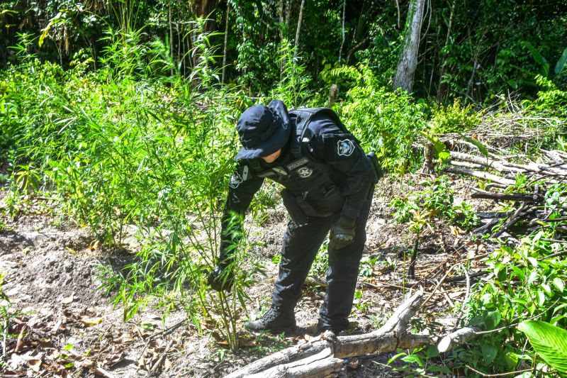 Polícia Civil destrói mais de 200 t de maconha durante operação Colheita Maldita II <div class='credito_fotos'>Foto: Leandro Santana / Ascom PCPA | <a href='/midias/2020/originais/6716_40d978e3-4a9c-a297-449f-5dadf15aba72.jpg' download><i class='fa-solid fa-download'></i> Download</a></div>