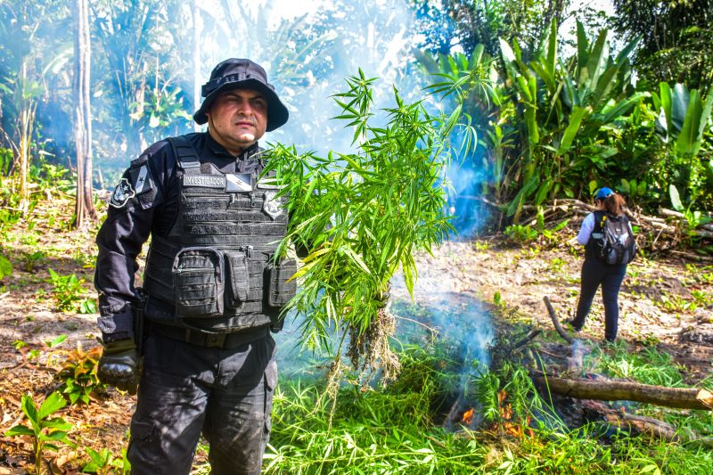 Polícia Civil destrói mais de 200 t de maconha durante operação Colheita Maldita II <div class='credito_fotos'>Foto: Leandro Santana / Ascom PCPA | <a href='/midias/2020/originais/6716_41b01558-b98c-8e89-a78a-59de52523ccc.jpg' download><i class='fa-solid fa-download'></i> Download</a></div>