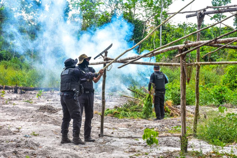 Polícia Civil destrói mais de 200 t de maconha durante operação Colheita Maldita II <div class='credito_fotos'>Foto: Leandro Santana / Ascom PCPA | <a href='/midias/2020/originais/6716_431db392-1be8-85b7-4d34-4e513e805725.jpg' download><i class='fa-solid fa-download'></i> Download</a></div>