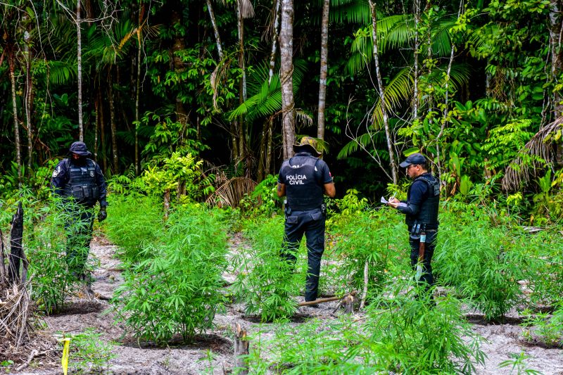 Polícia Civil destrói mais de 200 t de maconha durante operação Colheita Maldita II <div class='credito_fotos'>Foto: Leandro Santana / Ascom PCPA | <a href='/midias/2020/originais/6716_45185ce7-8250-f923-5c8b-fc6695b309ab.jpg' download><i class='fa-solid fa-download'></i> Download</a></div>