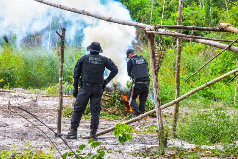 Polícia Civil destrói mais de 200 t de maconha durante operação Colheita Maldita II <div class='credito_fotos'>Foto: Leandro Santana / Ascom PCPA | <a href='/midias/2020/originais/6716_46e7669e-7d6b-80a0-f120-6bfaaadc87d2.jpg' download><i class='fa-solid fa-download'></i> Download</a></div>