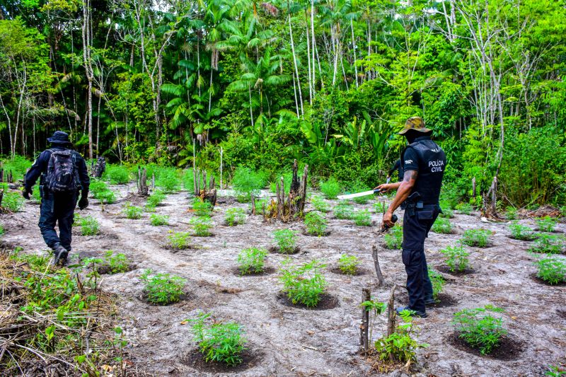 Polícia Civil destrói mais de 200 t de maconha durante operação Colheita Maldita II <div class='credito_fotos'>Foto: Leandro Santana / Ascom PCPA | <a href='/midias/2020/originais/6716_473a5e9b-541a-282b-9067-20cfe31ae053.jpg' download><i class='fa-solid fa-download'></i> Download</a></div>