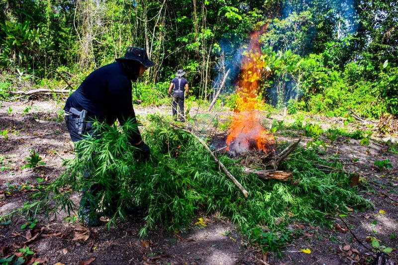 Polícia Civil destrói mais de 200 t de maconha durante operação Colheita Maldita II <div class='credito_fotos'>Foto: Leandro Santana / Ascom PCPA | <a href='/midias/2020/originais/6716_4959f23a-0dce-cca4-46e4-823b379c9505.jpg' download><i class='fa-solid fa-download'></i> Download</a></div>