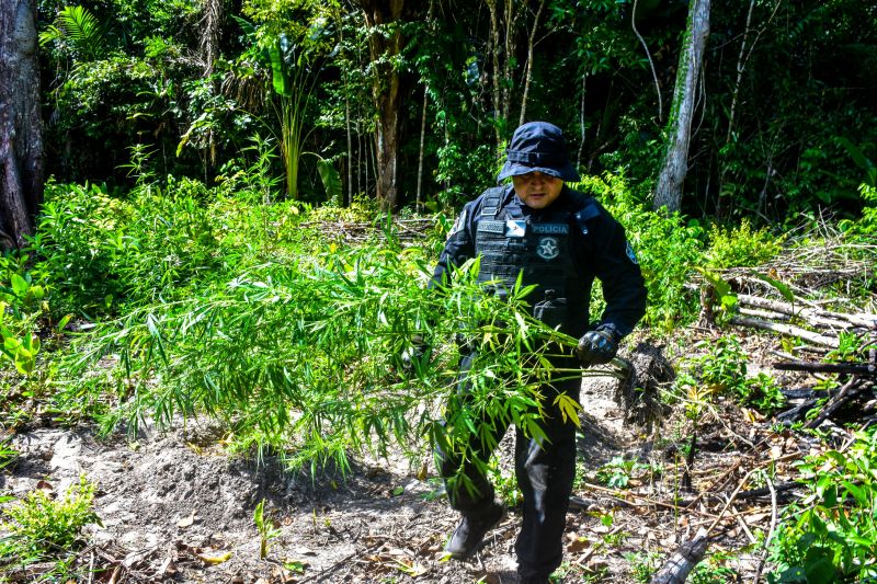 Polícia Civil destrói mais de 200 t de maconha durante operação Colheita Maldita II <div class='credito_fotos'>Foto: Leandro Santana / Ascom PCPA | <a href='/midias/2020/originais/6716_53b7d8cb-2d2e-53cf-25b5-60c99a0c5ef4.jpg' download><i class='fa-solid fa-download'></i> Download</a></div>
