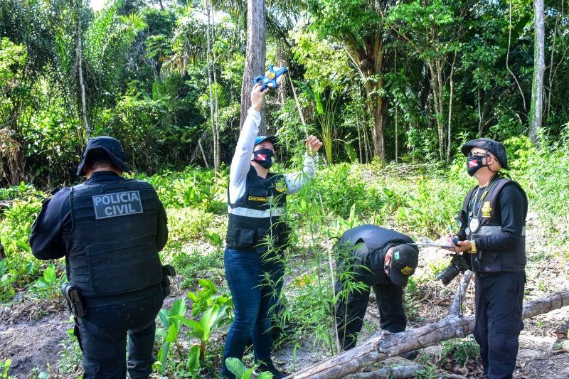 Polícia Civil destrói mais de 200 t de maconha durante operação Colheita Maldita II <div class='credito_fotos'>Foto: Leandro Santana / Ascom PCPA | <a href='/midias/2020/originais/6716_592fff95-1efe-0046-5eca-b933b8213096.jpg' download><i class='fa-solid fa-download'></i> Download</a></div>
