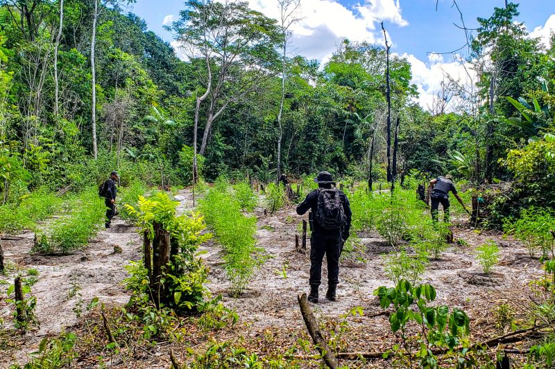 Polícia Civil destrói mais de 200 t de maconha durante operação Colheita Maldita II <div class='credito_fotos'>Foto: Leandro Santana / Ascom PCPA | <a href='/midias/2020/originais/6716_5d949c11-ecfb-78dd-f50c-99b42b54c185.jpg' download><i class='fa-solid fa-download'></i> Download</a></div>