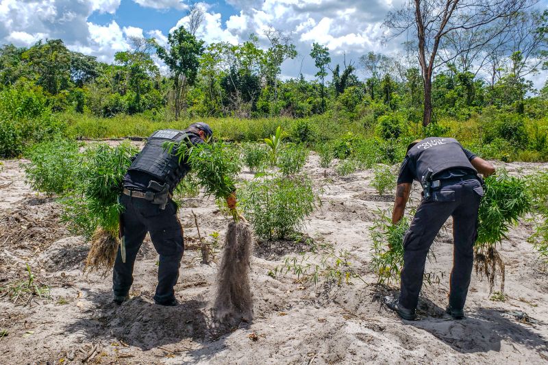 Polícia Civil destrói mais de 200 t de maconha durante operação Colheita Maldita II <div class='credito_fotos'>Foto: Leandro Santana / Ascom PCPA | <a href='/midias/2020/originais/6716_787810cf-31a4-f506-ae13-e9e3fe803250.jpg' download><i class='fa-solid fa-download'></i> Download</a></div>