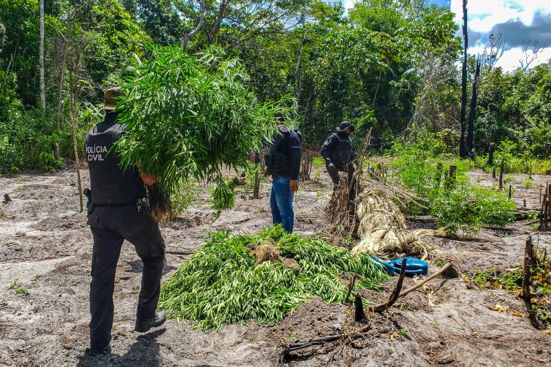 Polícia Civil destrói mais de 200 t de maconha durante operação Colheita Maldita II <div class='credito_fotos'>Foto: Leandro Santana / Ascom PCPA | <a href='/midias/2020/originais/6716_7b7e4ef3-3ce3-a6f9-9111-dd04eeeaa90c.jpg' download><i class='fa-solid fa-download'></i> Download</a></div>