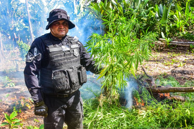Polícia Civil destrói mais de 200 t de maconha durante operação Colheita Maldita II <div class='credito_fotos'>Foto: Leandro Santana / Ascom PCPA | <a href='/midias/2020/originais/6716_7d3795e9-3c27-1c05-7d8b-839160102e7e.jpg' download><i class='fa-solid fa-download'></i> Download</a></div>