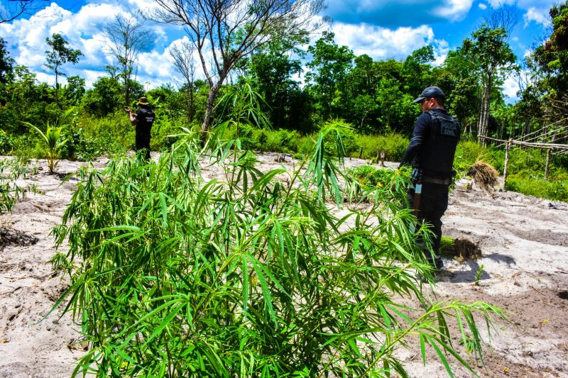 Polícia Civil destrói mais de 200 t de maconha durante operação Colheita Maldita II <div class='credito_fotos'>Foto: Leandro Santana / Ascom PCPA | <a href='/midias/2020/originais/6716_7e7025d7-b48c-70ec-5fd5-300956f1d2b3.jpg' download><i class='fa-solid fa-download'></i> Download</a></div>
