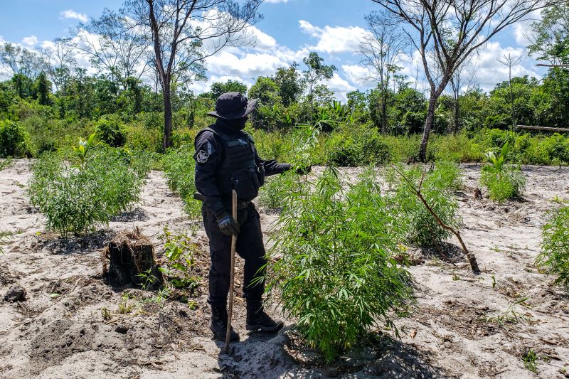 Polícia Civil destrói mais de 200 t de maconha durante operação Colheita Maldita II <div class='credito_fotos'>Foto: Leandro Santana / Ascom PCPA | <a href='/midias/2020/originais/6716_8a3939ba-700a-260c-3867-d83c23891b39.jpg' download><i class='fa-solid fa-download'></i> Download</a></div>