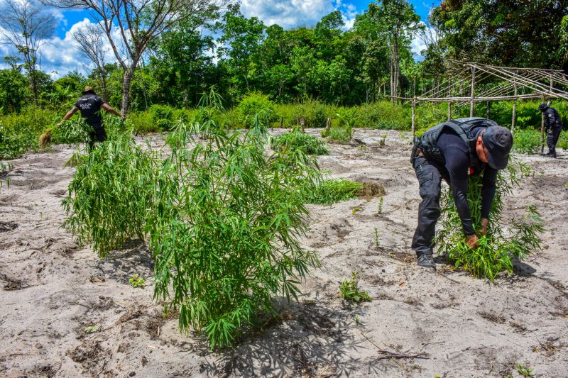 Polícia Civil destrói mais de 200 t de maconha durante operação Colheita Maldita II <div class='credito_fotos'>Foto: Leandro Santana / Ascom PCPA | <a href='/midias/2020/originais/6716_8f775d24-423c-25a9-5e73-f8205ec4849f.jpg' download><i class='fa-solid fa-download'></i> Download</a></div>