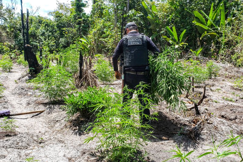 Polícia Civil destrói mais de 200 t de maconha durante operação Colheita Maldita II <div class='credito_fotos'>Foto: Leandro Santana / Ascom PCPA | <a href='/midias/2020/originais/6716_91c861e7-4e85-4c9b-467d-62f71fc387b3.jpg' download><i class='fa-solid fa-download'></i> Download</a></div>