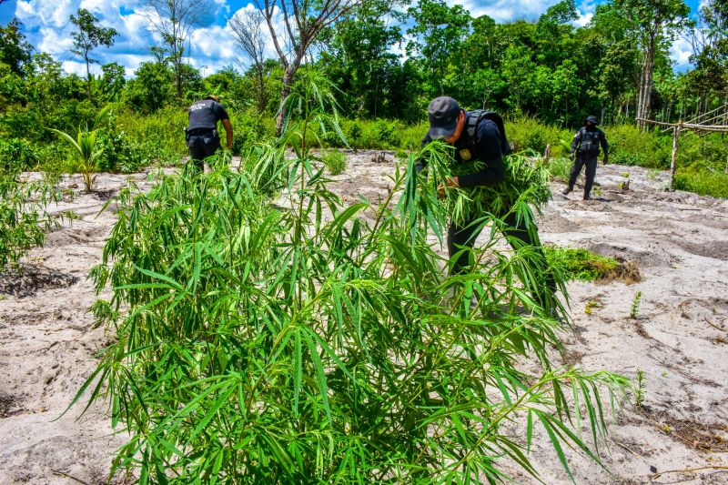 Polícia Civil destrói mais de 200 t de maconha durante operação Colheita Maldita II <div class='credito_fotos'>Foto: Leandro Santana / Ascom PCPA | <a href='/midias/2020/originais/6716_9700f50c-8fda-c3bb-230a-0ba934fb203a.jpg' download><i class='fa-solid fa-download'></i> Download</a></div>