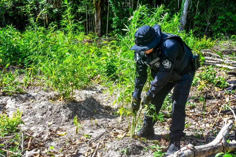 Polícia Civil destrói mais de 200 t de maconha durante operação Colheita Maldita II <div class='credito_fotos'>Foto: Leandro Santana / Ascom PCPA | <a href='/midias/2020/originais/6716_9cdf9cba-a9e2-7461-9fb9-0673dc2bfd63.jpg' download><i class='fa-solid fa-download'></i> Download</a></div>