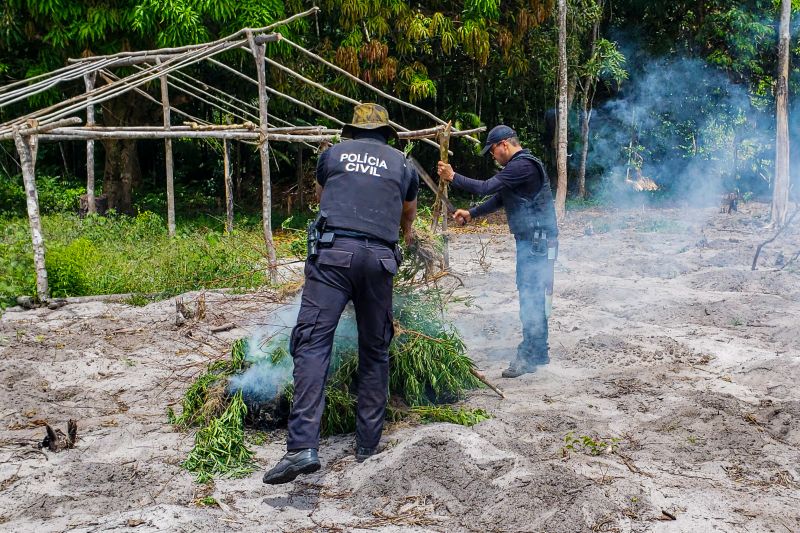Polícia Civil destrói mais de 200 t de maconha durante operação Colheita Maldita II <div class='credito_fotos'>Foto: Leandro Santana / Ascom PCPA | <a href='/midias/2020/originais/6716_9df387b8-9a7e-feb1-0b04-d1786656e589.jpg' download><i class='fa-solid fa-download'></i> Download</a></div>
