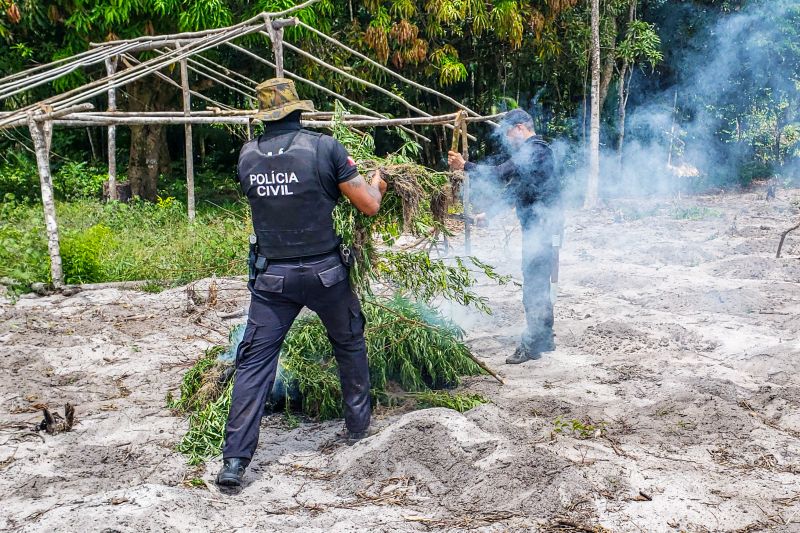 Polícia Civil destrói mais de 200 t de maconha durante operação Colheita Maldita II <div class='credito_fotos'>Foto: Leandro Santana / Ascom PCPA | <a href='/midias/2020/originais/6716_9f5604c8-67b0-61b2-3f01-719377a26ae6.jpg' download><i class='fa-solid fa-download'></i> Download</a></div>
