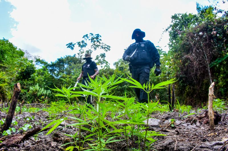 Polícia Civil destrói mais de 200 t de maconha durante operação Colheita Maldita II <div class='credito_fotos'>Foto: Leandro Santana / Ascom PCPA | <a href='/midias/2020/originais/6716_a8c035c5-7527-c24b-f1bb-18e699008850.jpg' download><i class='fa-solid fa-download'></i> Download</a></div>