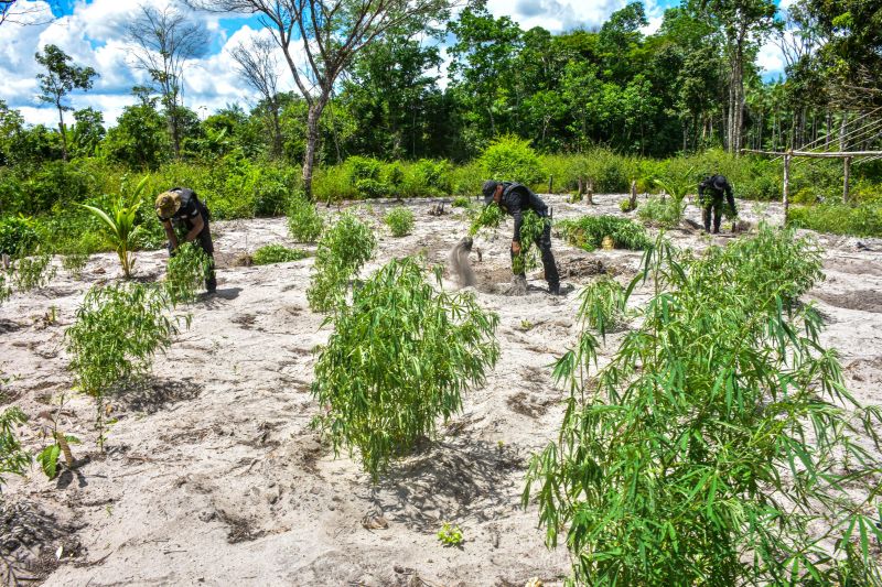 Polícia Civil destrói mais de 200 t de maconha durante operação Colheita Maldita II <div class='credito_fotos'>Foto: Leandro Santana / Ascom PCPA | <a href='/midias/2020/originais/6716_ae73e53c-d501-a62d-8384-6c8521eef990.jpg' download><i class='fa-solid fa-download'></i> Download</a></div>