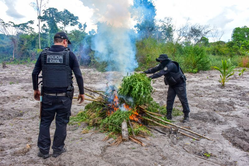 Polícia Civil destrói mais de 200 t de maconha durante operação Colheita Maldita II <div class='credito_fotos'>Foto: Leandro Santana / Ascom PCPA | <a href='/midias/2020/originais/6716_b5859b6d-f789-9cbf-2769-b7120cded7c7.jpg' download><i class='fa-solid fa-download'></i> Download</a></div>