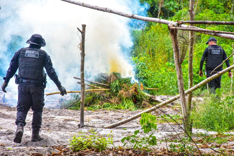 Polícia Civil destrói mais de 200 t de maconha durante operação Colheita Maldita II <div class='credito_fotos'>Foto: Leandro Santana / Ascom PCPA | <a href='/midias/2020/originais/6716_b78c6d55-5bfa-49ee-eb9f-02d4cab3506a.jpg' download><i class='fa-solid fa-download'></i> Download</a></div>