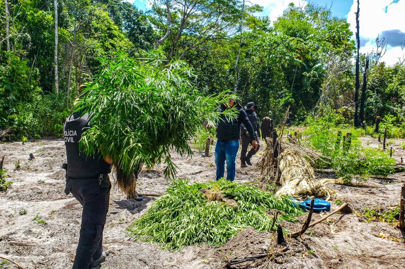 Polícia Civil destrói mais de 200 t de maconha durante operação Colheita Maldita II <div class='credito_fotos'>Foto: Leandro Santana / Ascom PCPA | <a href='/midias/2020/originais/6716_cd48098e-2cb2-b6ed-680a-d7d2eb53e554.jpg' download><i class='fa-solid fa-download'></i> Download</a></div>