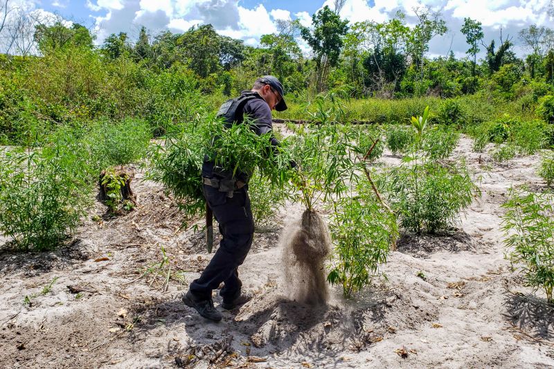 Polícia Civil destrói mais de 200 t de maconha durante operação Colheita Maldita II <div class='credito_fotos'>Foto: Leandro Santana / Ascom PCPA | <a href='/midias/2020/originais/6716_cf3ea930-13de-52fa-f874-c734e8ee5a9a.jpg' download><i class='fa-solid fa-download'></i> Download</a></div>
