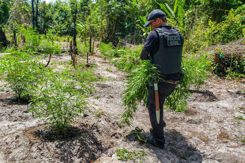 Polícia Civil destrói mais de 200 t de maconha durante operação Colheita Maldita II <div class='credito_fotos'>Foto: Leandro Santana / Ascom PCPA | <a href='/midias/2020/originais/6716_cfe9c8ed-acc2-9ace-ef16-c3fd48449c5e.jpg' download><i class='fa-solid fa-download'></i> Download</a></div>