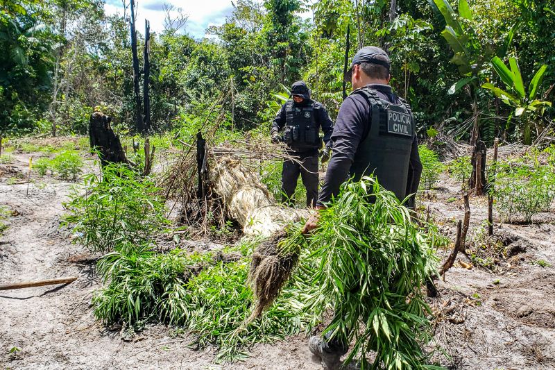 Polícia Civil destrói mais de 200 t de maconha durante operação Colheita Maldita II <div class='credito_fotos'>Foto: Leandro Santana / Ascom PCPA | <a href='/midias/2020/originais/6716_d0b97023-abd4-f97f-c48a-0578feaeb01c.jpg' download><i class='fa-solid fa-download'></i> Download</a></div>