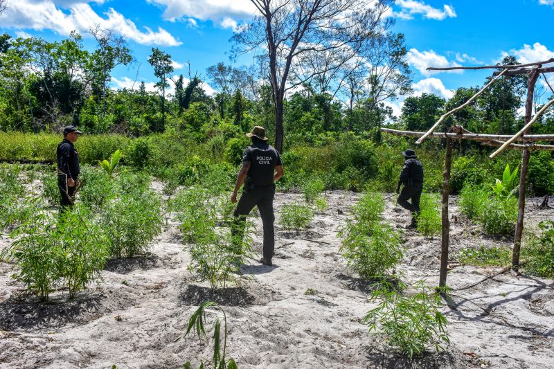 Polícia Civil destrói mais de 200 t de maconha durante operação Colheita Maldita II <div class='credito_fotos'>Foto: Leandro Santana / Ascom PCPA | <a href='/midias/2020/originais/6716_d2194aa1-be39-b0cf-6f47-05fd541b62e3.jpg' download><i class='fa-solid fa-download'></i> Download</a></div>