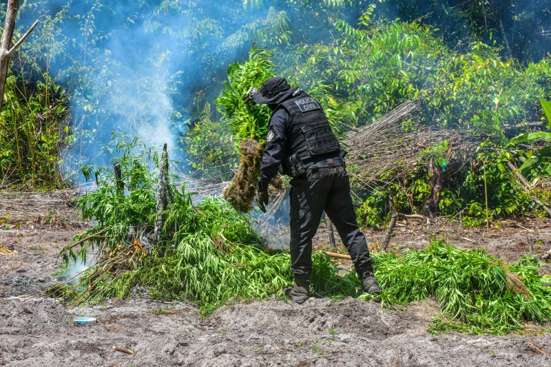 Polícia Civil destrói mais de 200 t de maconha durante operação Colheita Maldita II <div class='credito_fotos'>Foto: Leandro Santana / Ascom PCPA | <a href='/midias/2020/originais/6716_d4f71a6c-7ec9-85c3-a789-45d267bde4b8.jpg' download><i class='fa-solid fa-download'></i> Download</a></div>