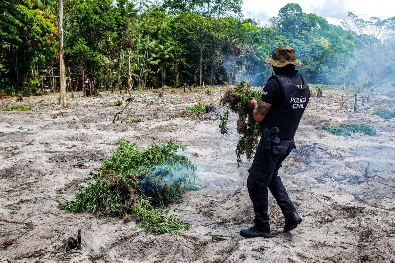 Polícia Civil destrói mais de 200 t de maconha durante operação Colheita Maldita II <div class='credito_fotos'>Foto: Leandro Santana / Ascom PCPA | <a href='/midias/2020/originais/6716_d7c06e96-f892-f100-09cc-9a4d3c8609b0.jpg' download><i class='fa-solid fa-download'></i> Download</a></div>