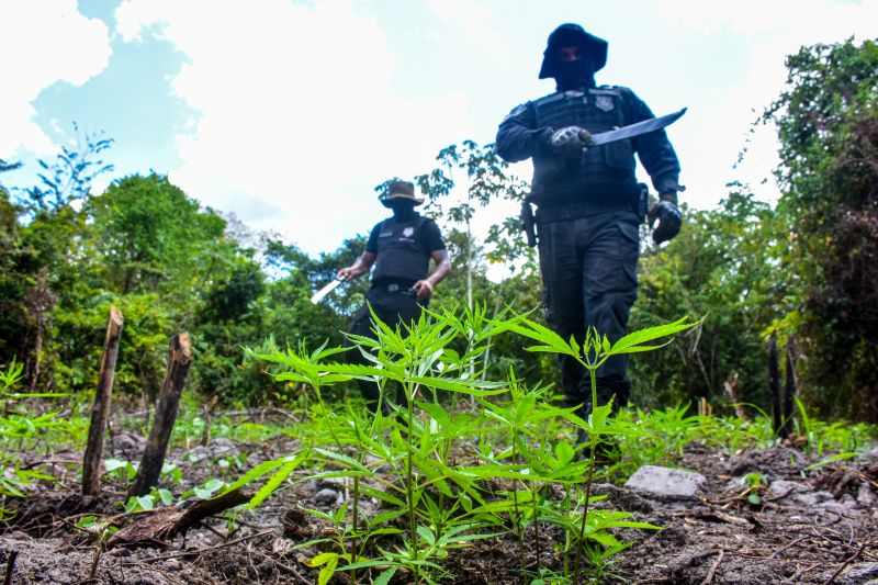 Polícia Civil destrói mais de 200 t de maconha durante operação Colheita Maldita II <div class='credito_fotos'>Foto: Leandro Santana / Ascom PCPA | <a href='/midias/2020/originais/6716_dd75b86b-c175-07f4-2bc7-1793a56ff132.jpg' download><i class='fa-solid fa-download'></i> Download</a></div>