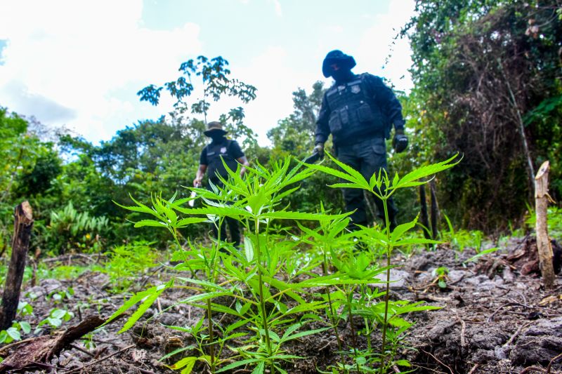 Polícia Civil destrói mais de 200 t de maconha durante operação Colheita Maldita II <div class='credito_fotos'>Foto: Leandro Santana / Ascom PCPA | <a href='/midias/2020/originais/6716_dd8e5692-6468-fd2a-3c98-93df263c8f41.jpg' download><i class='fa-solid fa-download'></i> Download</a></div>