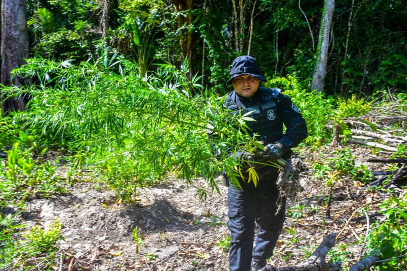 Polícia Civil destrói mais de 200 t de maconha durante operação Colheita Maldita II <div class='credito_fotos'>Foto: Leandro Santana / Ascom PCPA | <a href='/midias/2020/originais/6716_ddcb8be7-a337-508b-62d1-eca00a7f36f8.jpg' download><i class='fa-solid fa-download'></i> Download</a></div>
