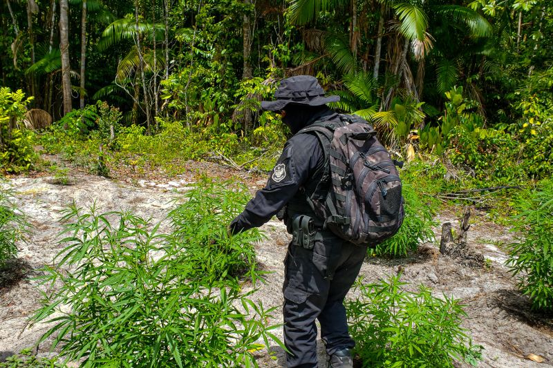 Polícia Civil destrói mais de 200 t de maconha durante operação Colheita Maldita II <div class='credito_fotos'>Foto: Leandro Santana / Ascom PCPA | <a href='/midias/2020/originais/6716_e7bebd9d-44bd-4c84-8101-227a22b487db.jpg' download><i class='fa-solid fa-download'></i> Download</a></div>