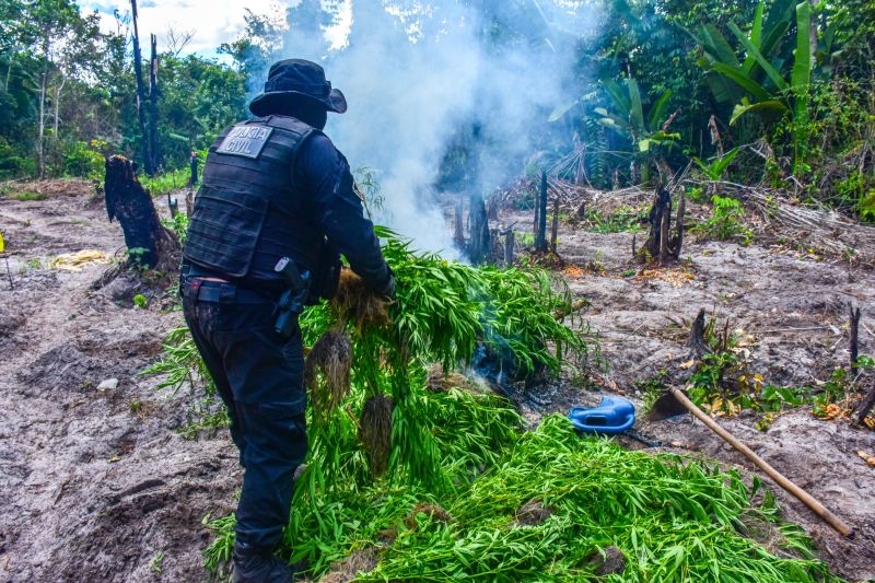 Polícia Civil destrói mais de 200 t de maconha durante operação Colheita Maldita II <div class='credito_fotos'>Foto: Leandro Santana / Ascom PCPA | <a href='/midias/2020/originais/6716_e8249927-ddad-4fac-d8f5-a635daec5c13.jpg' download><i class='fa-solid fa-download'></i> Download</a></div>