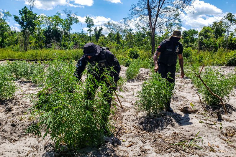 Polícia Civil destrói mais de 200 t de maconha durante operação Colheita Maldita II <div class='credito_fotos'>Foto: Leandro Santana / Ascom PCPA | <a href='/midias/2020/originais/6716_eba93b11-053b-666d-30f5-963bf18f5431.jpg' download><i class='fa-solid fa-download'></i> Download</a></div>