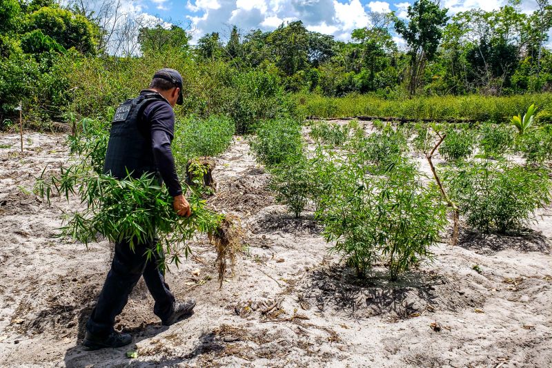 Polícia Civil destrói mais de 200 t de maconha durante operação Colheita Maldita II <div class='credito_fotos'>Foto: Leandro Santana / Ascom PCPA | <a href='/midias/2020/originais/6716_efcd1413-28f6-c6ae-c060-d9bdcc14b87d.jpg' download><i class='fa-solid fa-download'></i> Download</a></div>