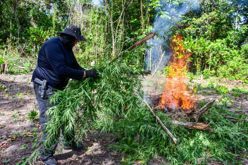 Polícia Civil destrói mais de 200 t de maconha durante operação Colheita Maldita II <div class='credito_fotos'>Foto: Leandro Santana / Ascom PCPA | <a href='/midias/2020/originais/6716_f41cfdef-573a-dd0d-a52a-138f4c3a1cc1.jpg' download><i class='fa-solid fa-download'></i> Download</a></div>