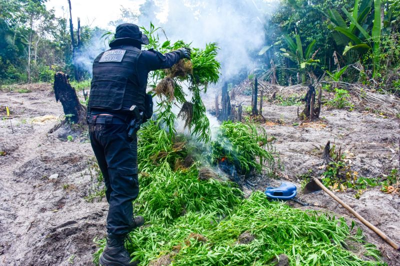 Polícia Civil destrói mais de 200 t de maconha durante operação Colheita Maldita II <div class='credito_fotos'>Foto: Leandro Santana / Ascom PCPA | <a href='/midias/2020/originais/6716_f8a883c9-d9a8-0efb-e824-a64230b1b865.jpg' download><i class='fa-solid fa-download'></i> Download</a></div>