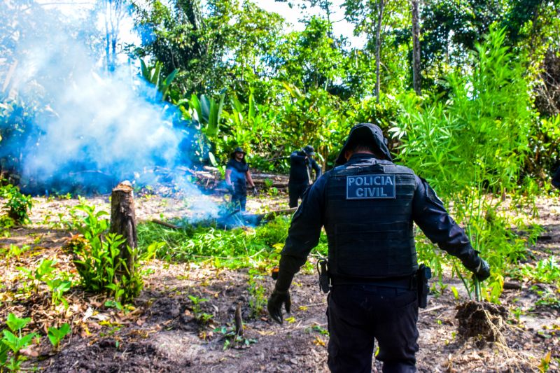 Polícia Civil destrói mais de 200 t de maconha durante operação Colheita Maldita II <div class='credito_fotos'>Foto: Leandro Santana / Ascom PCPA | <a href='/midias/2020/originais/6716_ff19327d-df49-c46f-f132-5ed1da860b42.jpg' download><i class='fa-solid fa-download'></i> Download</a></div>