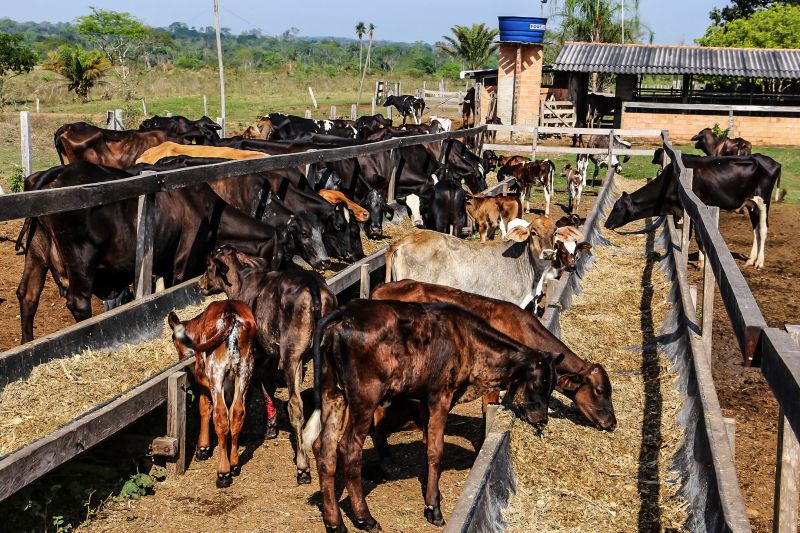 <div class='credito_fotos'>Foto: Bruno Cecim / Ag.Pará | <a href='/midias/2020/originais/6873_f3647314-c2ec-2aa4-3d07-f01346fe22fe.jpg' download><i class='fa-solid fa-download'></i> Download</a></div>