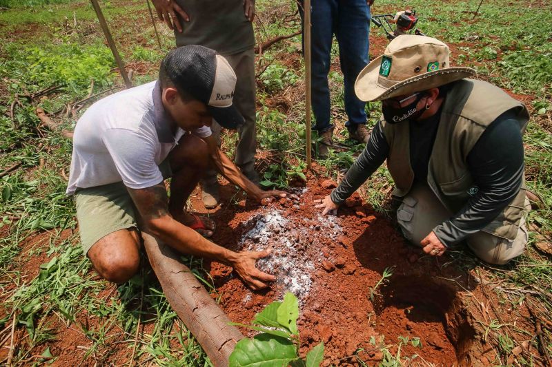 <div class='credito_fotos'>Foto: Alex Ribeiro / Ag. Pará | <a href='/midias/2020/originais/6948_71f3fa7c-bd3d-a24b-971d-03fa8881280f.jpg' download><i class='fa-solid fa-download'></i> Download</a></div>