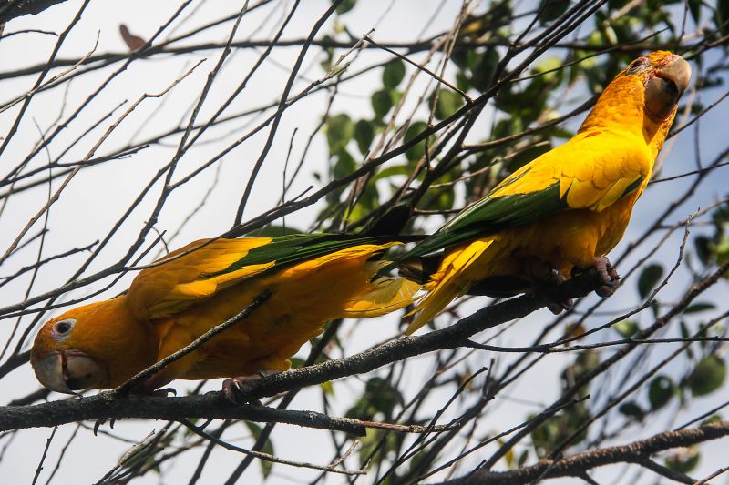 <div class='credito_fotos'>Foto: Marcelo Seabra / Ag. Pará | <a href='/midias/2020/originais/7107_02d0b490-5303-f351-58a7-d515d6bbe498.jpg' download><i class='fa-solid fa-download'></i> Download</a></div>