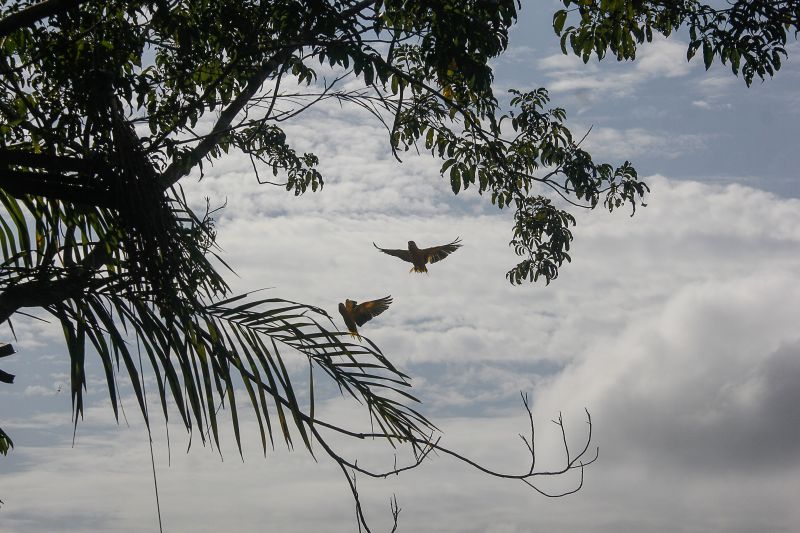 <div class='credito_fotos'>Foto: Marcelo Seabra / Ag. Pará | <a href='/midias/2020/originais/7107_0f5481ec-1cbe-dc9f-c055-096bb3fc9a4c.jpg' download><i class='fa-solid fa-download'></i> Download</a></div>