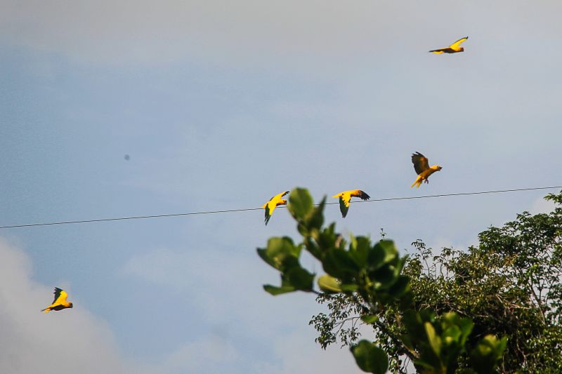 <div class='credito_fotos'>Foto: Marcelo Seabra / Ag. Pará | <a href='/midias/2020/originais/7107_28c94a3b-ce0d-6f0f-c97b-78a9e5bfe209.jpg' download><i class='fa-solid fa-download'></i> Download</a></div>